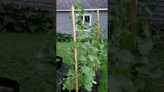 Big Storm Coming, 45 day update Sweet Passion and Kajari Melons