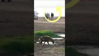 💥 Una HIENA se nos ACERCA 💥 - Safari Fotográfico & Animales Salvajes en Kenia 🇰🇪