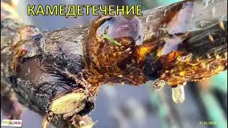 Камедетечение