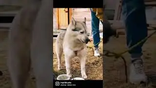 разборчива в еде