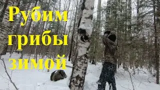 Сбор чаги!!1 Часть 2