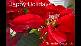 Happy Holidays . . . The Acorn Squash Movie . . Yay!