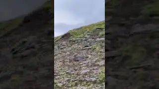 Я увидела НАСТОЯЩЕГО ЗАЙЦА! Представляете!?