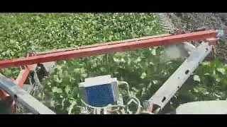 Bean harvesting technique - Mosh o'rish texnikasi, мош уриш