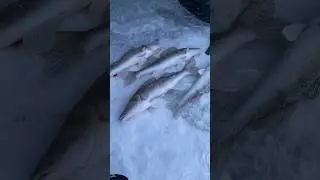 Зачётная Рыбалка на Судака! Подход и поклёвка! Блесна Синий прыщ в деле! #судакзимой #судак
