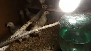 Курочки мой первый выводок