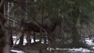 Впервые на Youtube: Лось в формате HD