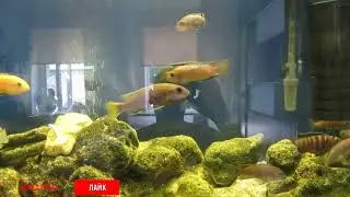 Акваріум через 5 років. Цихліди.