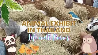 Animals in Thailand🇨🇷