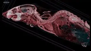 Milestones in microCT development