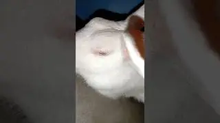 Because it's trending 😉 look at the glance #trendingshorts #shorts #rabbit #sleepingbaby
