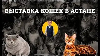 Выставка кошек в Астане 25/09/2022