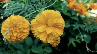 Lei Lei