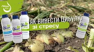 Як вивести цибулю зі стресу.  ROOTMOST-C60 + ВІДНОВЛЕННЯ + ACTIVE + ALHUM від лінійки SMART GROW