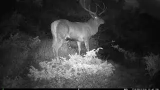 Primo piano 🦌 - Cervus elaphus #fototrappolaggio #trailcamera #fototrappola