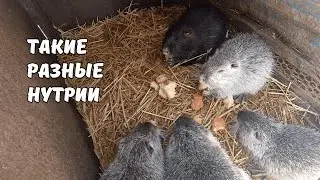 НУТРИИ запасаются мешками. Это к холодам. Такие разные НУТРИИ. 14. 02. 25