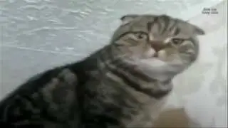 Говорящие коты
