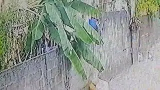 CCTV footage banana thieves