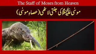 The Staff of Moses from Heaven || Asa e Musa || Hazrat Musa ki Jannati Lathi || Miracles of Moses