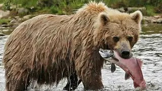 Brown bear catching salmon | bear catching fish to eat | bear cubs fighting over food