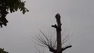 as araras tomaram banho de chuva