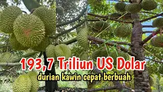 Dapat orderan 193,7 Triliun US dolar untuk mengoplos durian kampung menjadi durian unggul