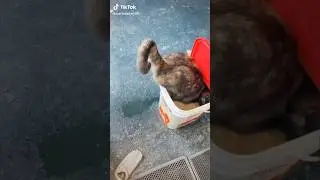 Funny Cats Speak English Voiceover #cats #talkingcats #catfunny #voiceover #shorts