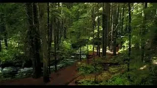 A Short Nature Adventure | Nature's Green Haven | @LifeofAtaur Trending Short Videos | @LifeofAtaur