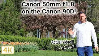 Canon 50mm f1.8 on the Canon 90D