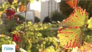 Balade Automnale 🍂🍁🍄