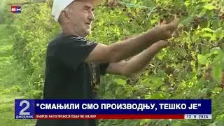 Ojađeni malinari birčanske regije: Niska otkupna cijena maline, proizvodnja pred gašenjem?!