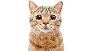 10 BIZARRE Cat Facts You NEED To Know