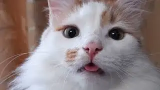 Гипнотический и Таинственный Взгляд кота Лучика!
