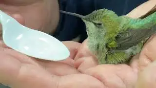 Hummingbird rescue at ASAP Data Recovery.