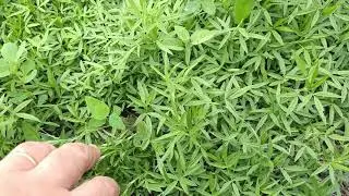 Stylosanthes, a native sheep's herb.