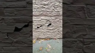 Что выбрать, дерево или сайдинг?