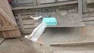 Проводим профилактику голубей.