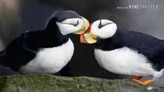 BEAUTIFUL ATLANTIC PUFFIN