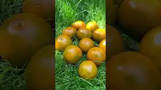 Томат «Зелёный Эльф»вкусный,урожайный!