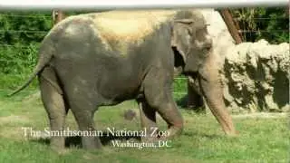 Think About: How Do Elephants Hear?