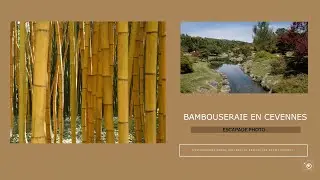 Escapade Photo - Bambouseraie en Cévennes