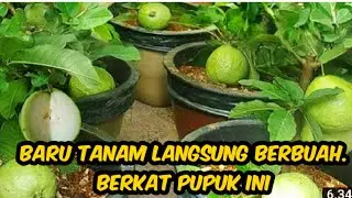 cara tanam jambu keristal. masih kecil sudah berbuah