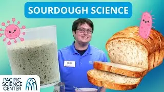 Sourdough Science