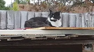 Cute tuxedo cat found a new lookout spot!