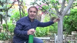 программа ДАЧА