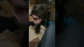 Амстафф Джесси знает команду УЛЫБАЙСЯ!