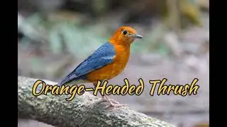 Orange-Headed Thrush (Geokichla Citrina)