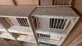 Racing pigeon loft project! New nest boxes in the breeding loft.