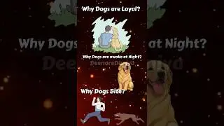 How Dog was created. Three main characteristics of Dogs.