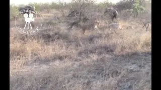 Elephants chasing a lioness